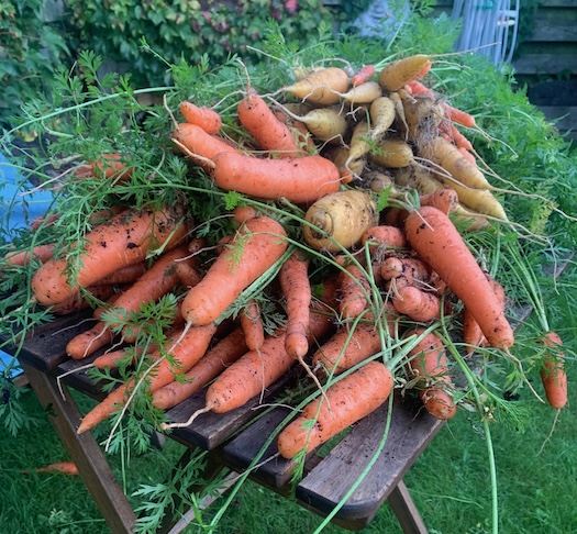 Selbst angebaute Karotten